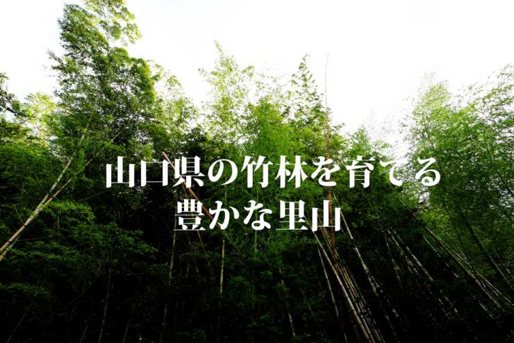 山口県の竹林を育てる 三輝トラスト株式会社